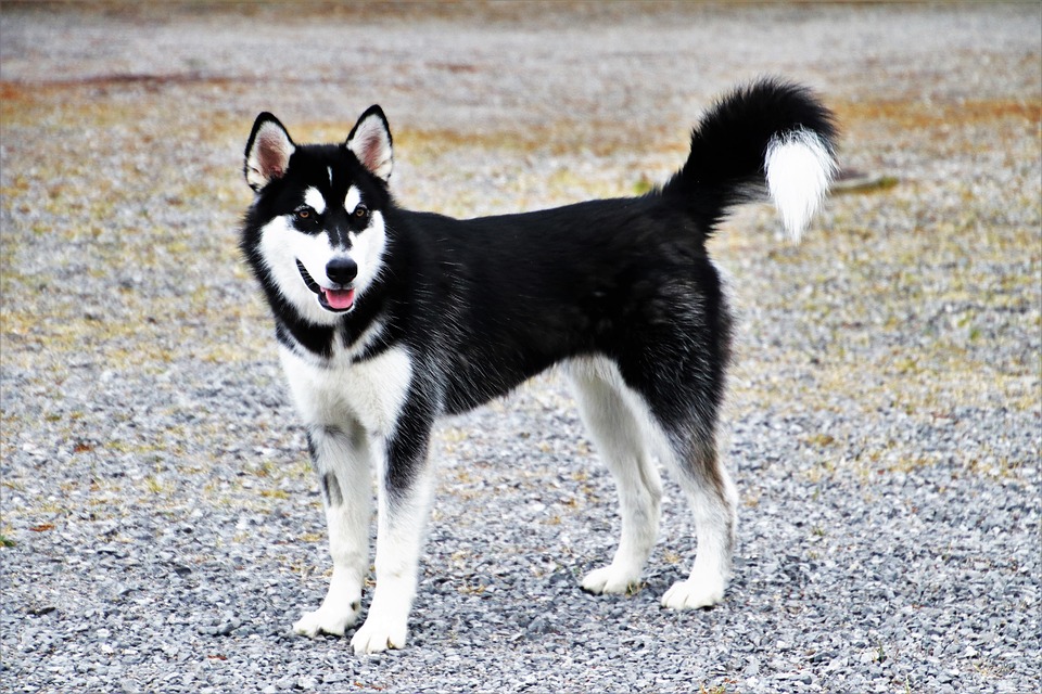 Husky Tail: Common Answers To Related Questions