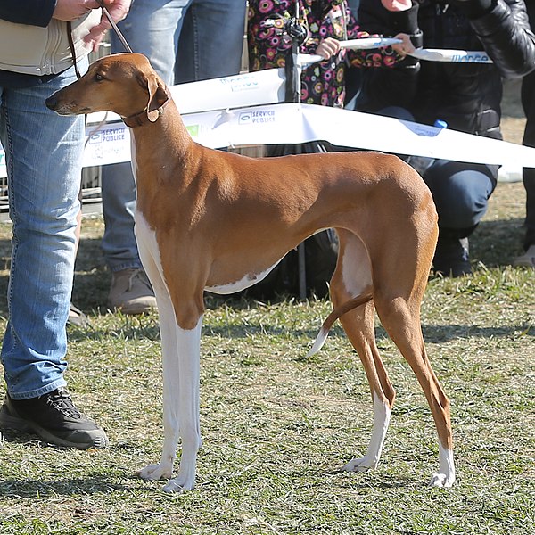 Tall Skinny Dog