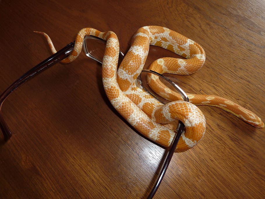 Corn Snake Vs Milk Snake: All What You Need To Know