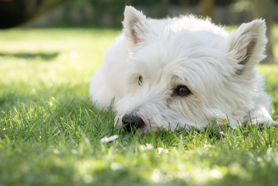 Top 6 Reasons Why Westies Are The Worst Dog Ever