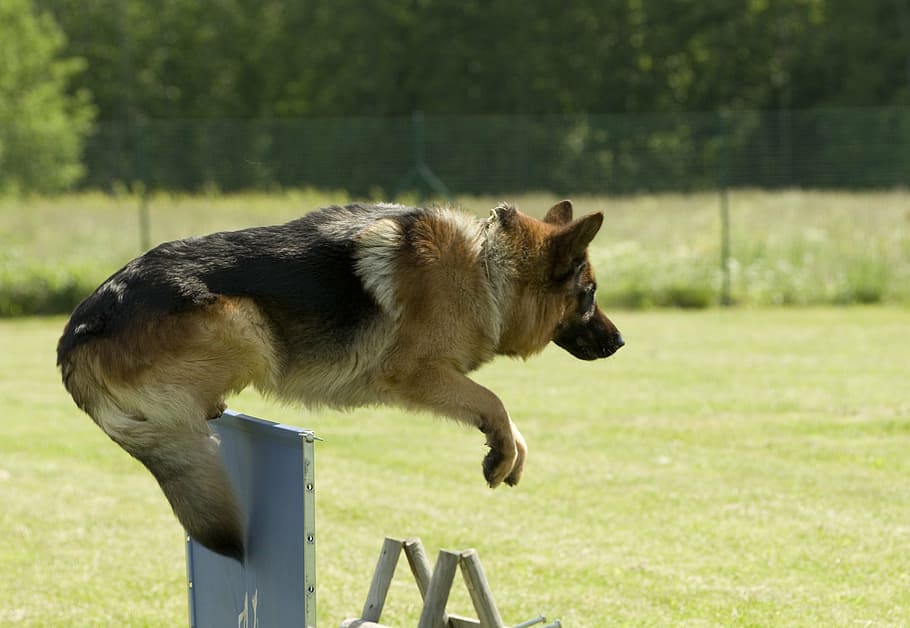 Dog Jumping Off Balcony: Reasons And 6 Tips To Stop It