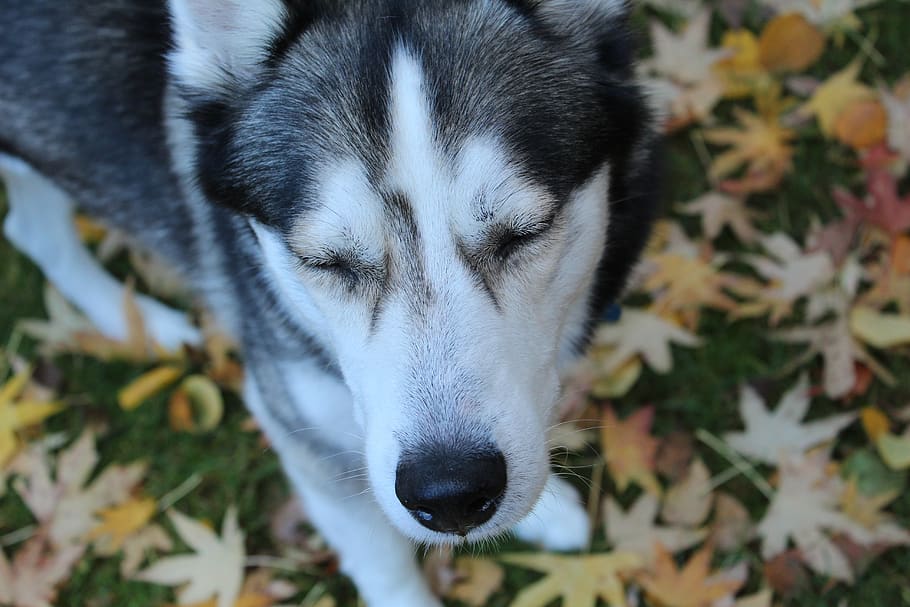 Sad Husky: Sign, Reasons Why Your Dog Is Depressed