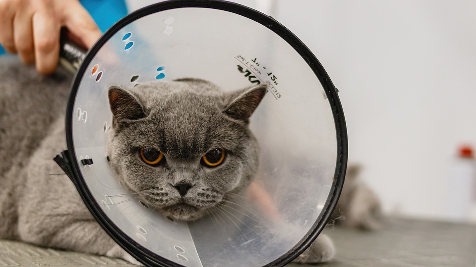 Cat Depressed Wearing Cone: How To Make It More Comfortable