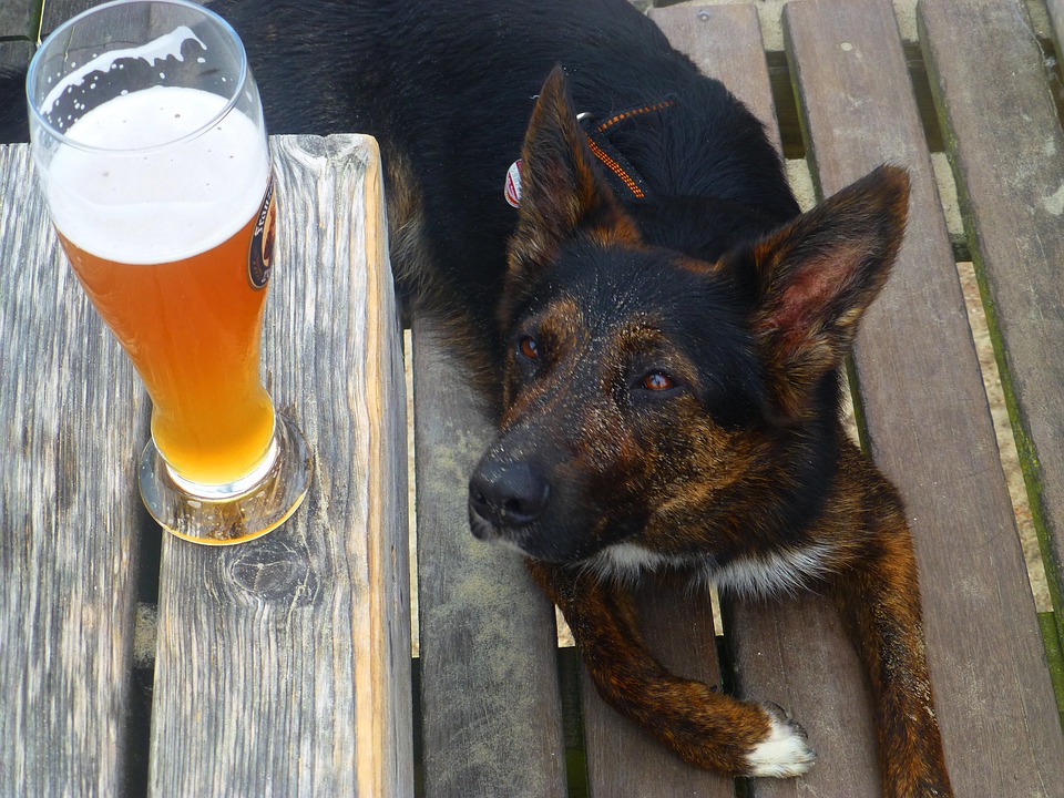 How Much Alcohol Will Kill A Dog ?