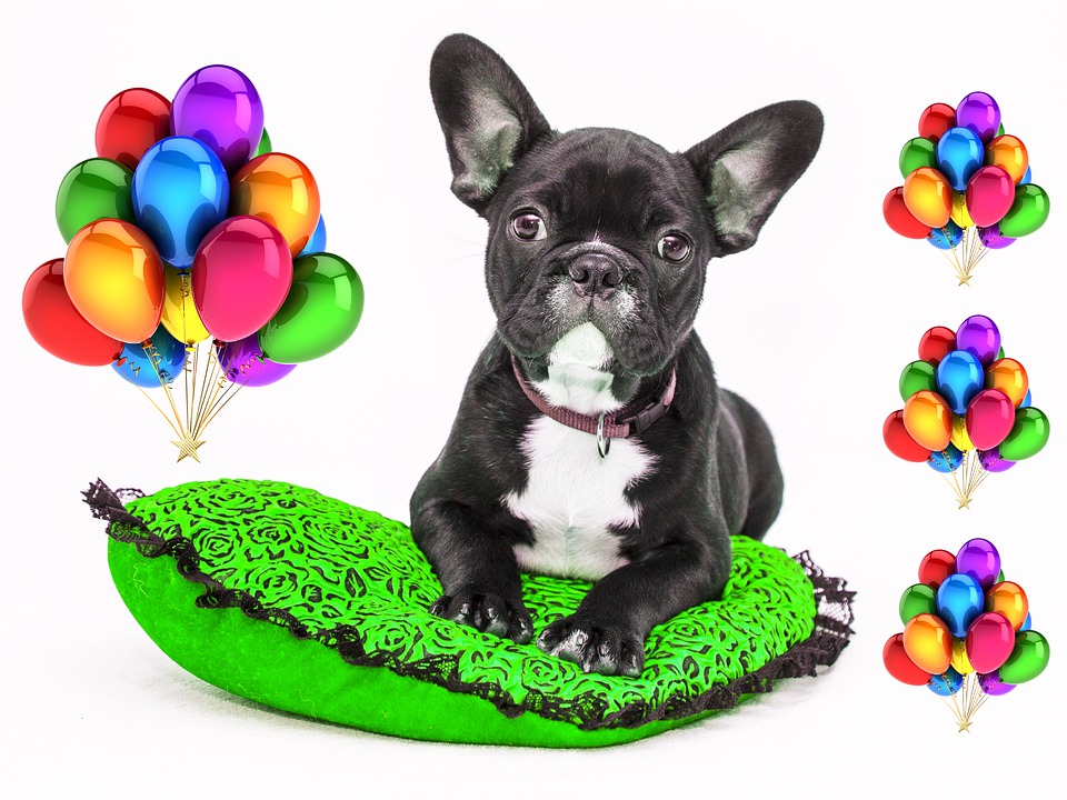 My Dog Swallow A Balloon: 4 Things You Should Do