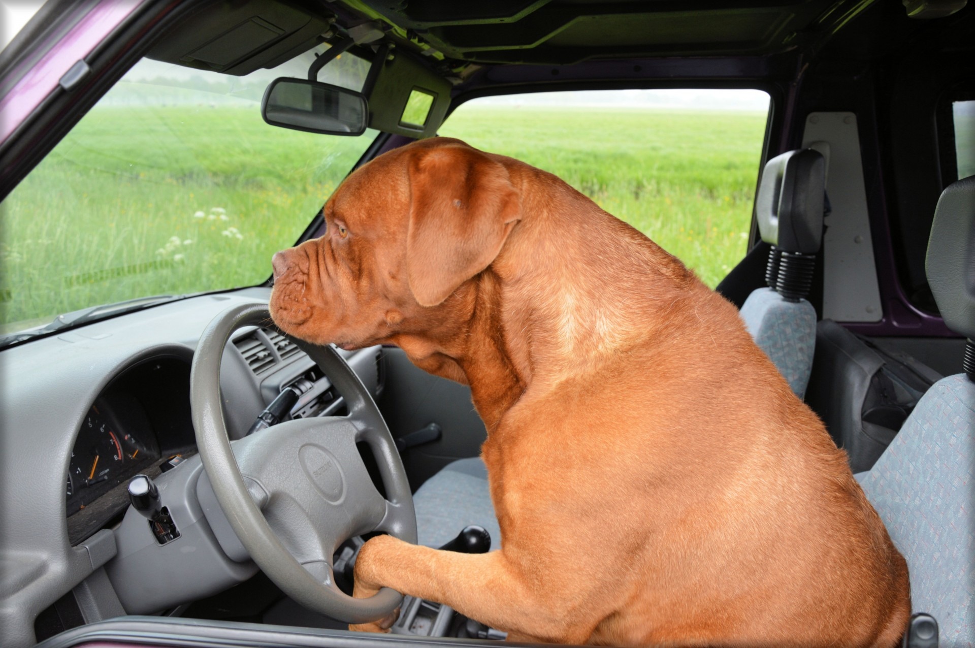 Are Cloth Or Leather Car Seats Better For Dogs? See Pros And Cons