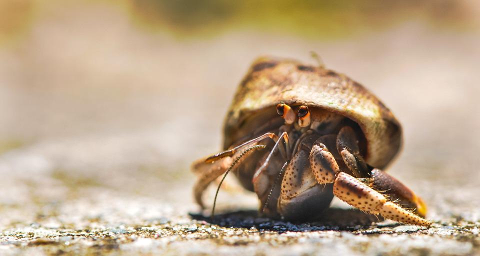 Can Hermit Crab Eat Peppers? 