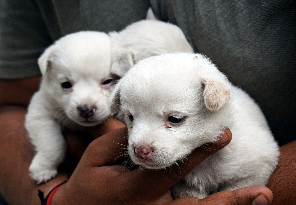 How Long Can I Leave Newborn Puppies Unattended