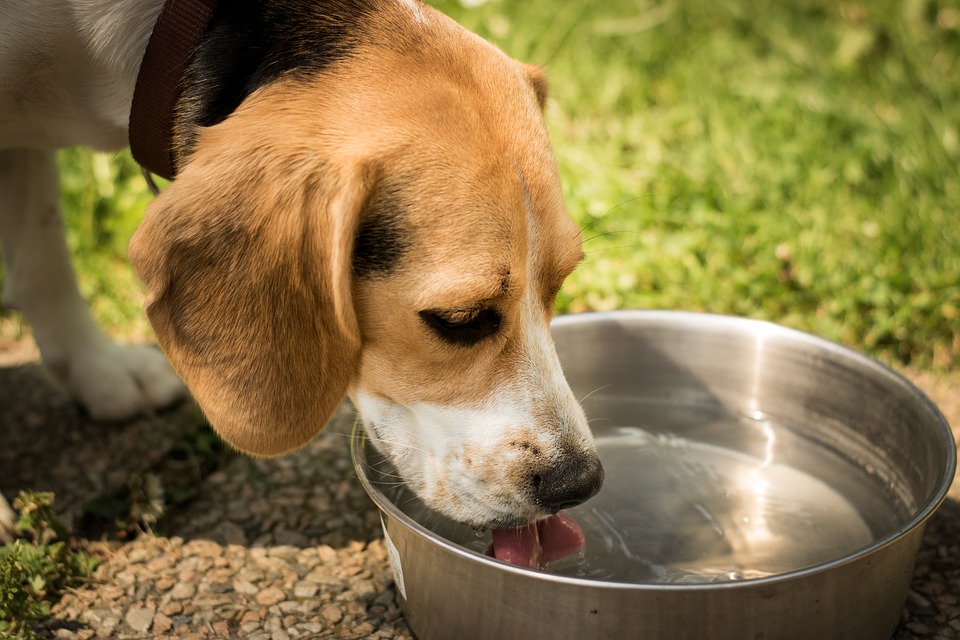 How Long After Drinking Will A Puppy Pee?