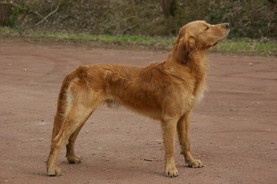 Golden Retriever Skinny