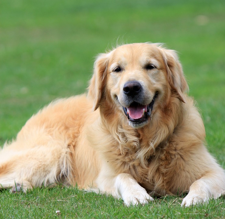 Golden Retriever Skinny