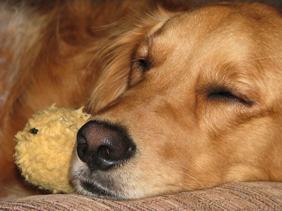 Golden Retriever, Dog, Sleeping, Affection, Brown Sleep