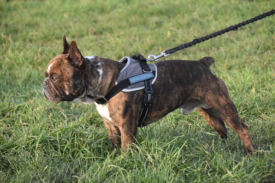Why My Dog Doesn't Like Harness