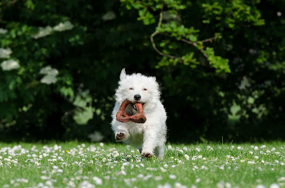 Dog Holding Toy, Small Dog, Funny Dog, Sweet, Playful, Funny, Attention, Small Hybrid, Cute, Westie, Hybrid, Apport Toys, Dog With Toys, White, Little White Dog, One Animal, Mammal, Canine, Domestic, Dog, Pets, Domestic Animals, Animal, Animal Themes, Plant, Grass, Running, Green Color, Vertebrate, No People, Mouth Open, Nature, Mouth, Animal Hair, White Color, Small, Purebred Dog, Animal Mouth, Animal Tongue, 4K