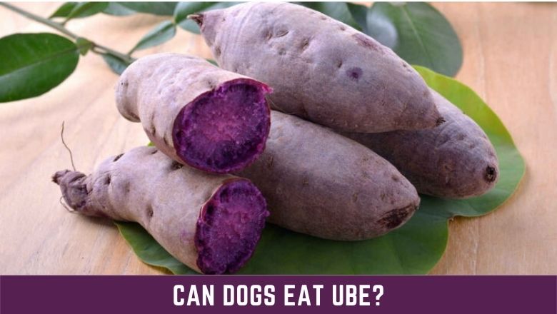 Can Dogs Eat Ube