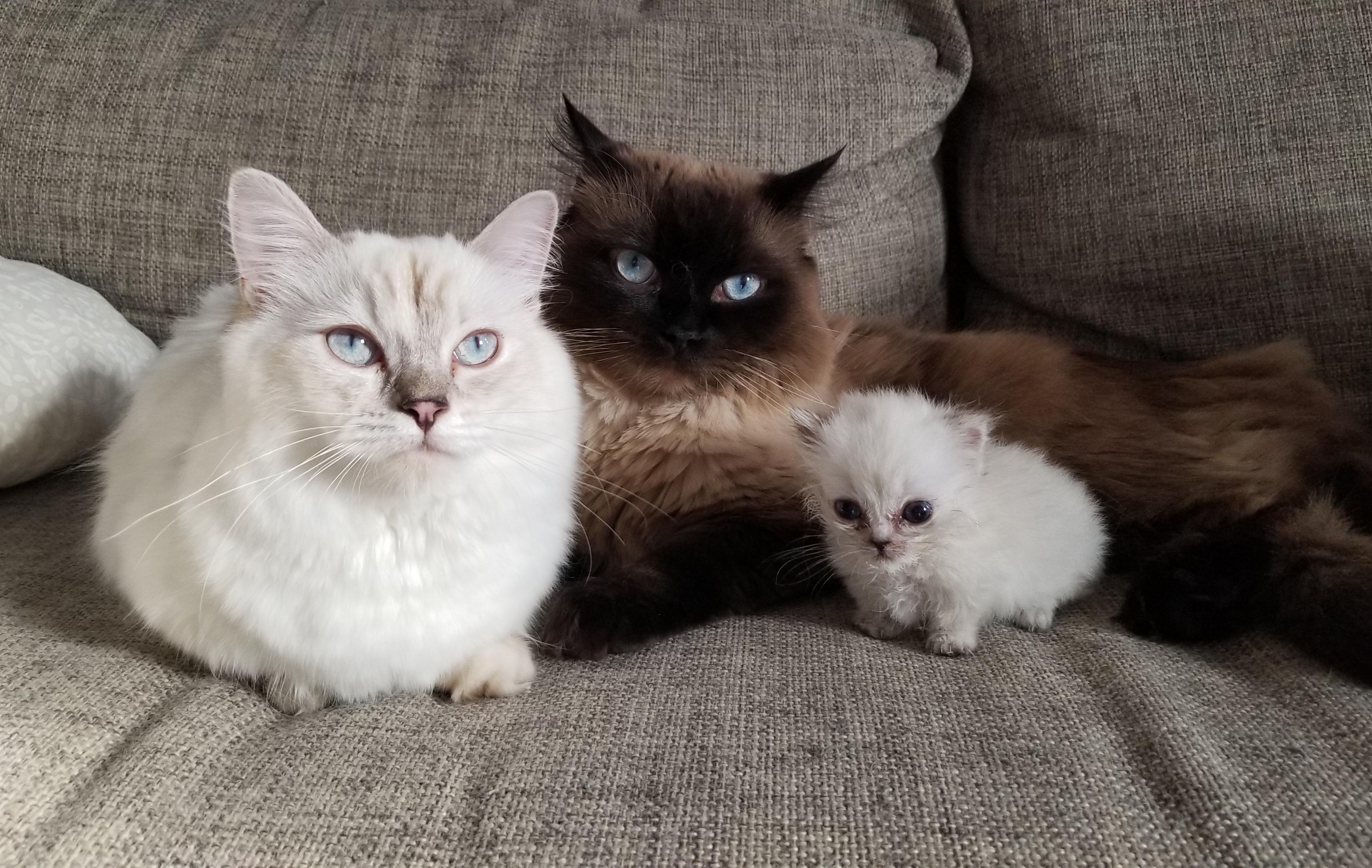 Ragdoll Munchkin Cat? {Exploring This Cat's Unique Characteristics} -  Floppycats™