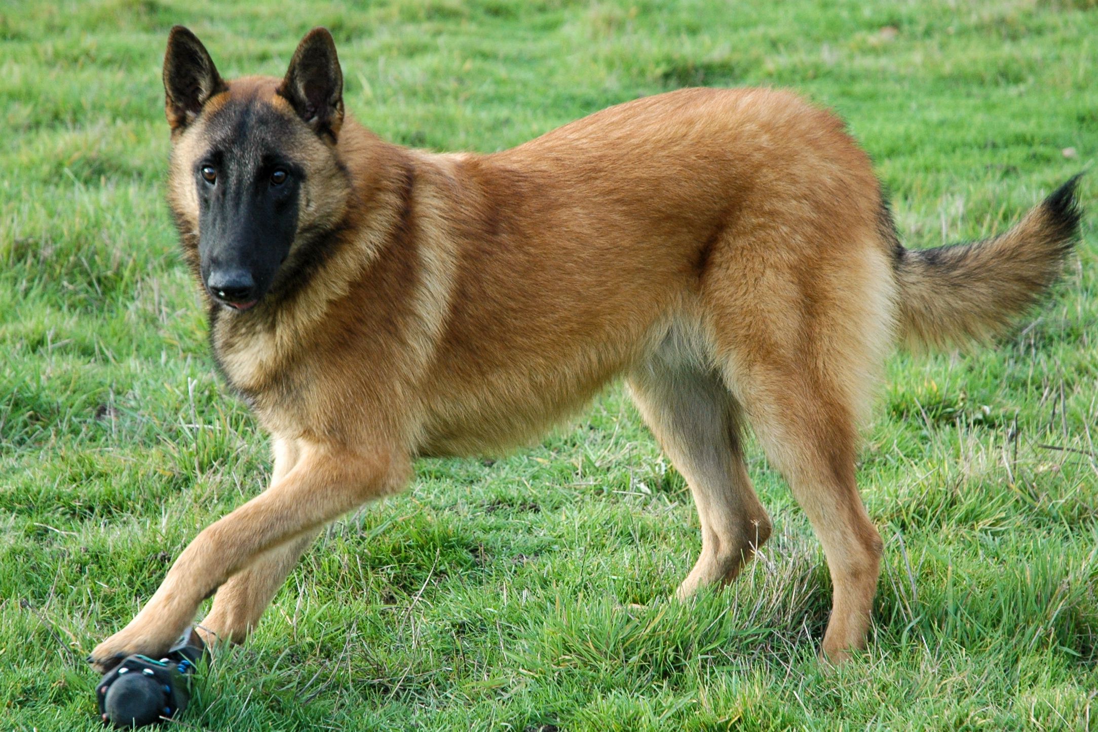 belgian malinois dogs for sale