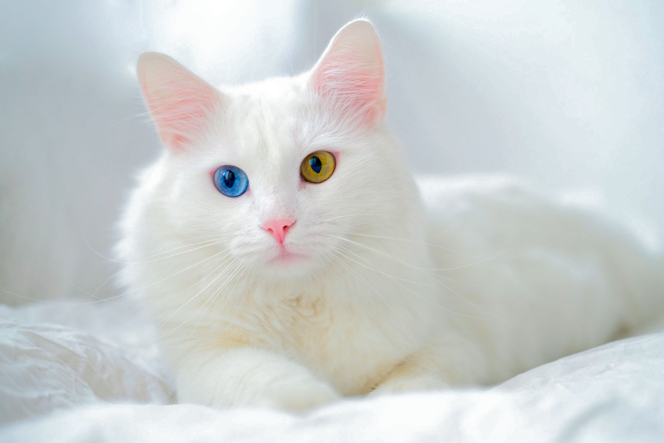 Turkish Van Cat