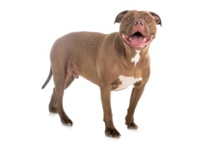 All About Mountain Cur Pitbull Mix: A Breed Profile