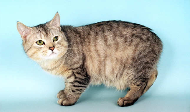 Manx Cat