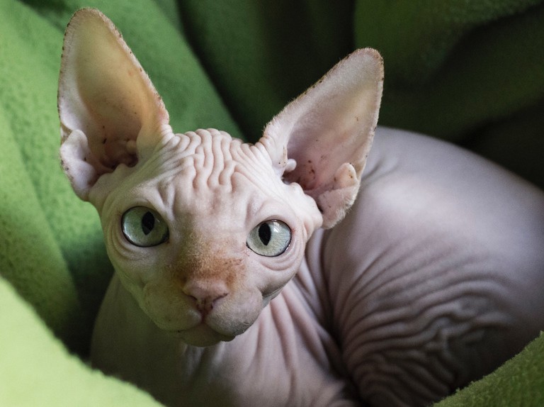 Sphynx Cat