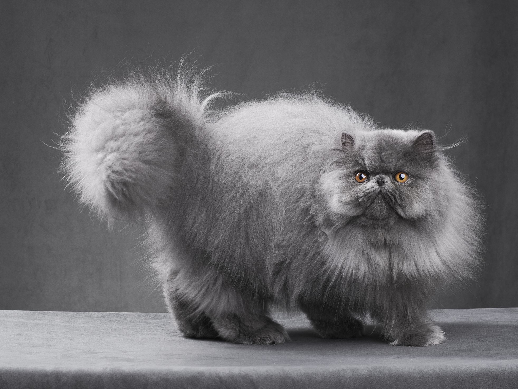 Persian Cat