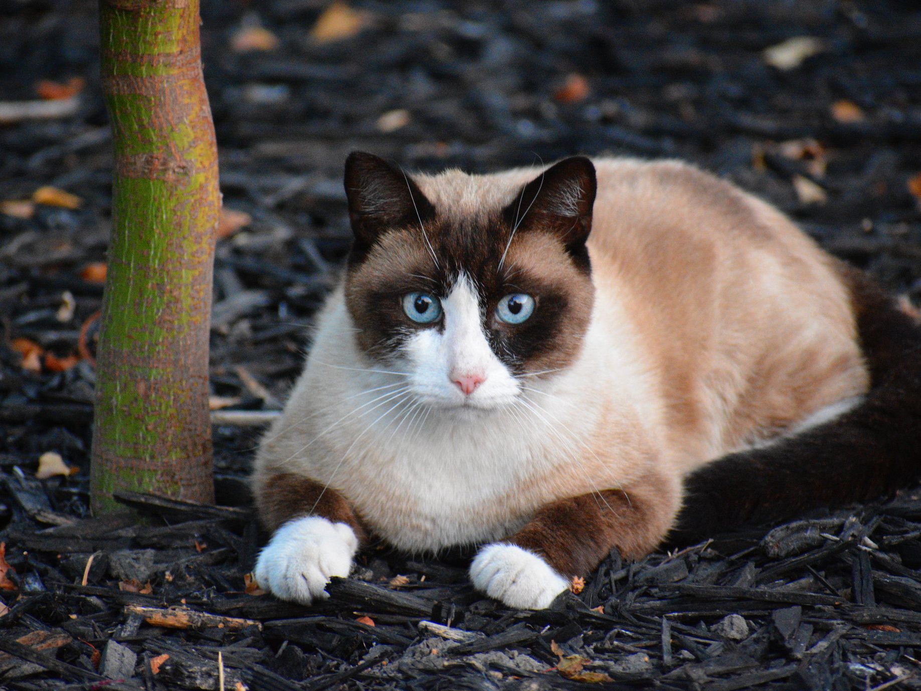 Snowshoe And Ragdoll Cats - These Are What You Need To Know
