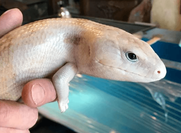 White Blue Tongue Skink - All You Need To Know