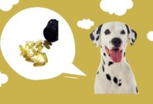 I Almost Killed My Dog With Fish Oil