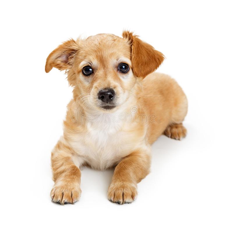 Cute Young Small Breed Blonde Dog