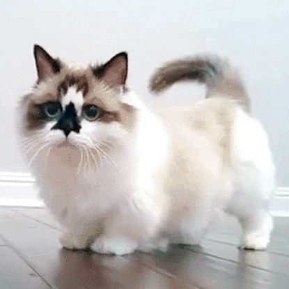 Munchkin Ragdoll Cat