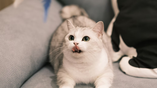 Munchkin Ragdoll Cat