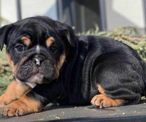 Black English Bulldog