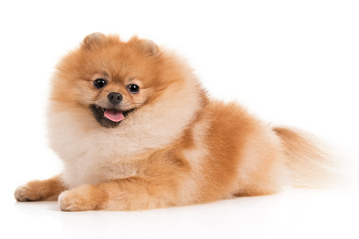 Pomeranian