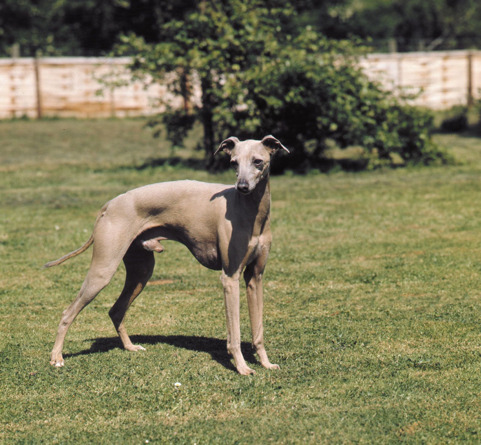 Greyhound