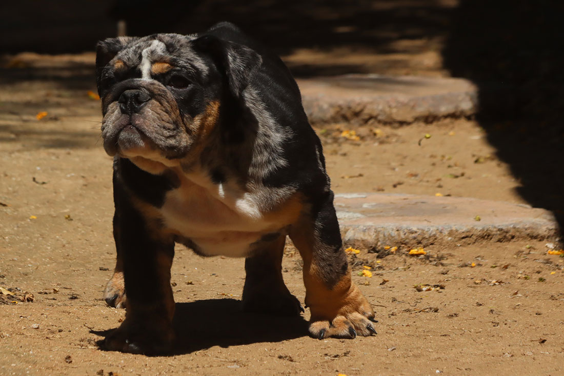 Black English Bulldogs