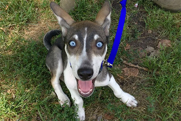 Greyhound Husky Mix