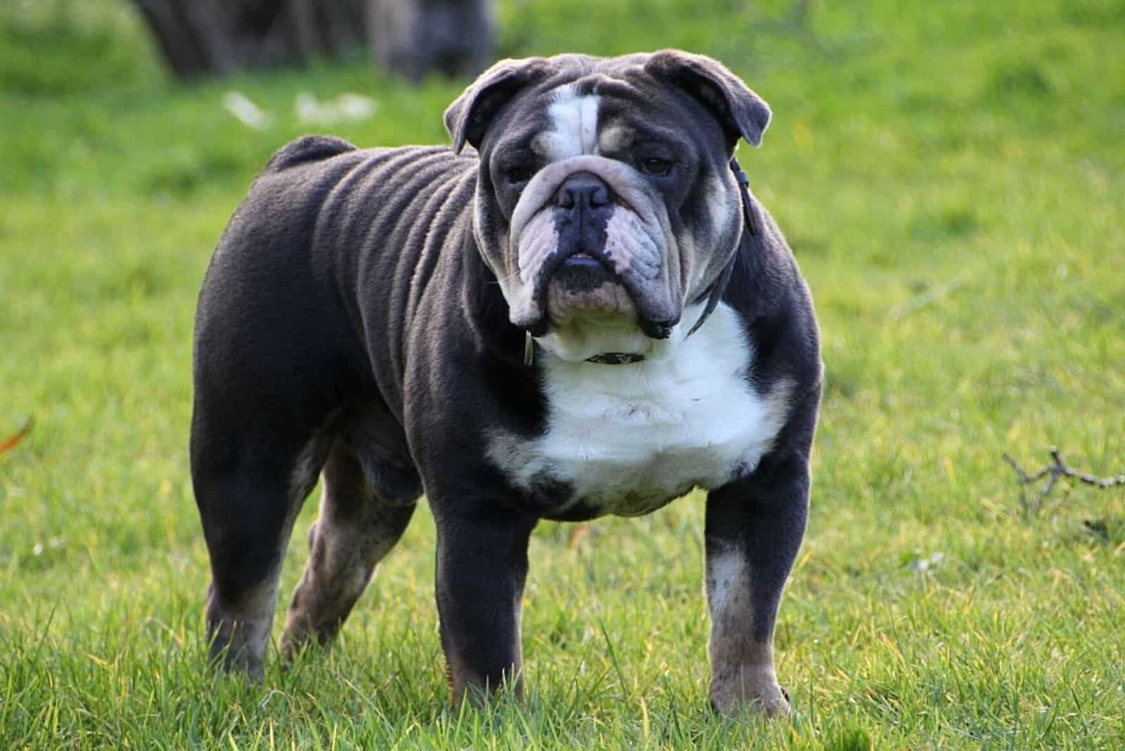 Full Insight on The Blue English Bulldog - Puppies, Care, Guide ...