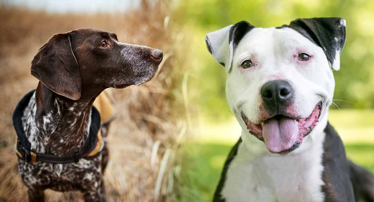 German Shorthaired Pointer Pitbull Mix: The Ultimate Guide