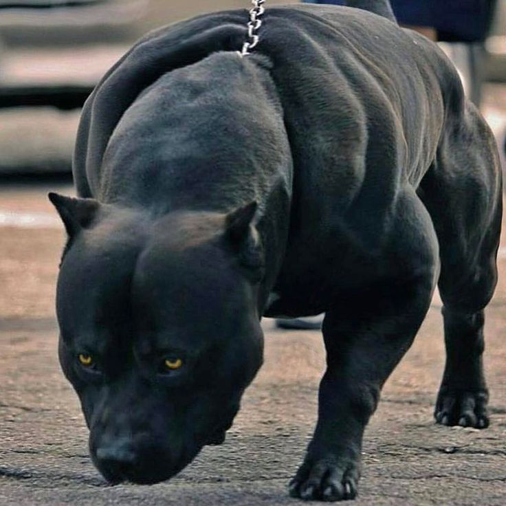 Black Panther Pitbull: Ultimate Breed Info To Know