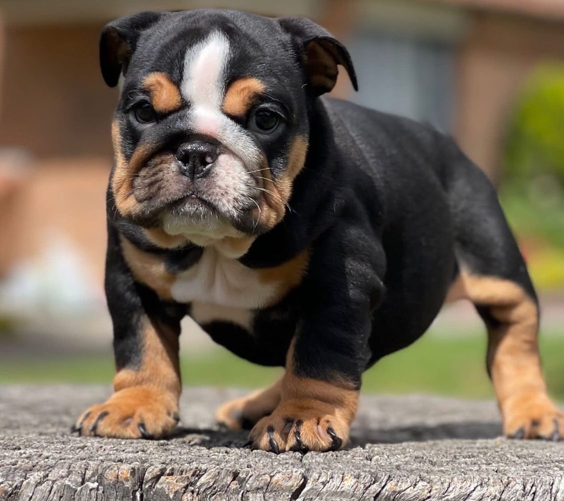 Black English Bulldog