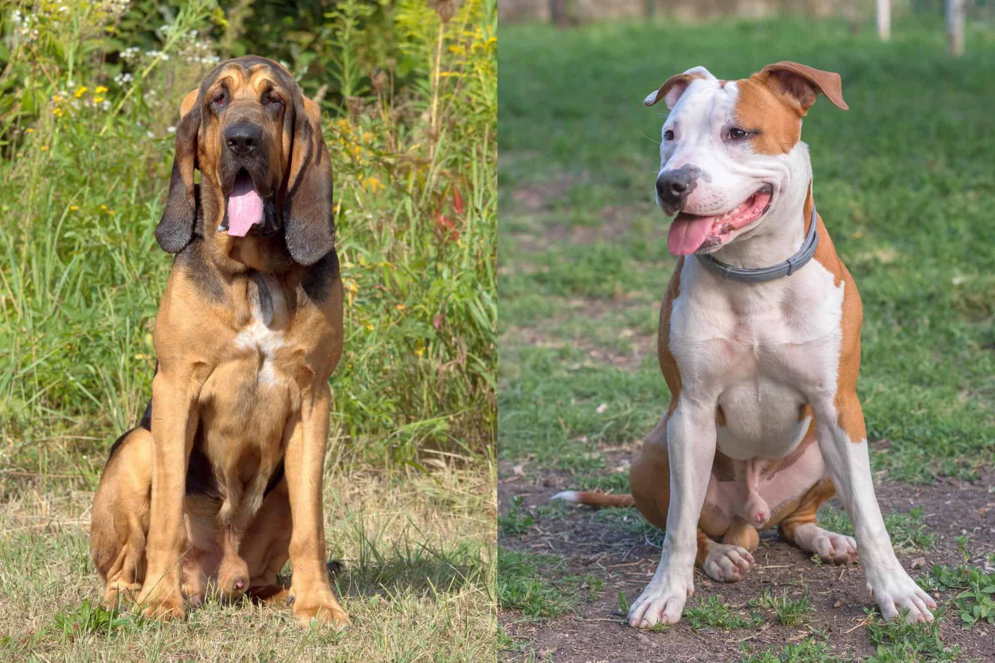 The Bloodhound Pitbull Mix: Complete Breed Info Bloodhound Pitbull Mix