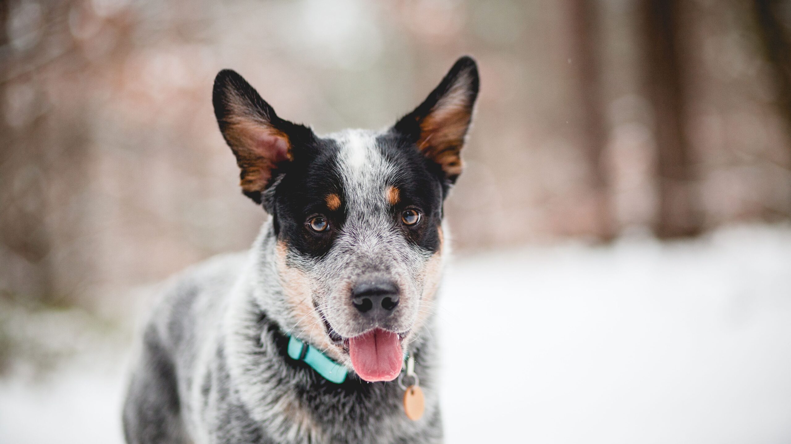 The Ultimate Guide To Catahoula Blue Heeler Mix Breed