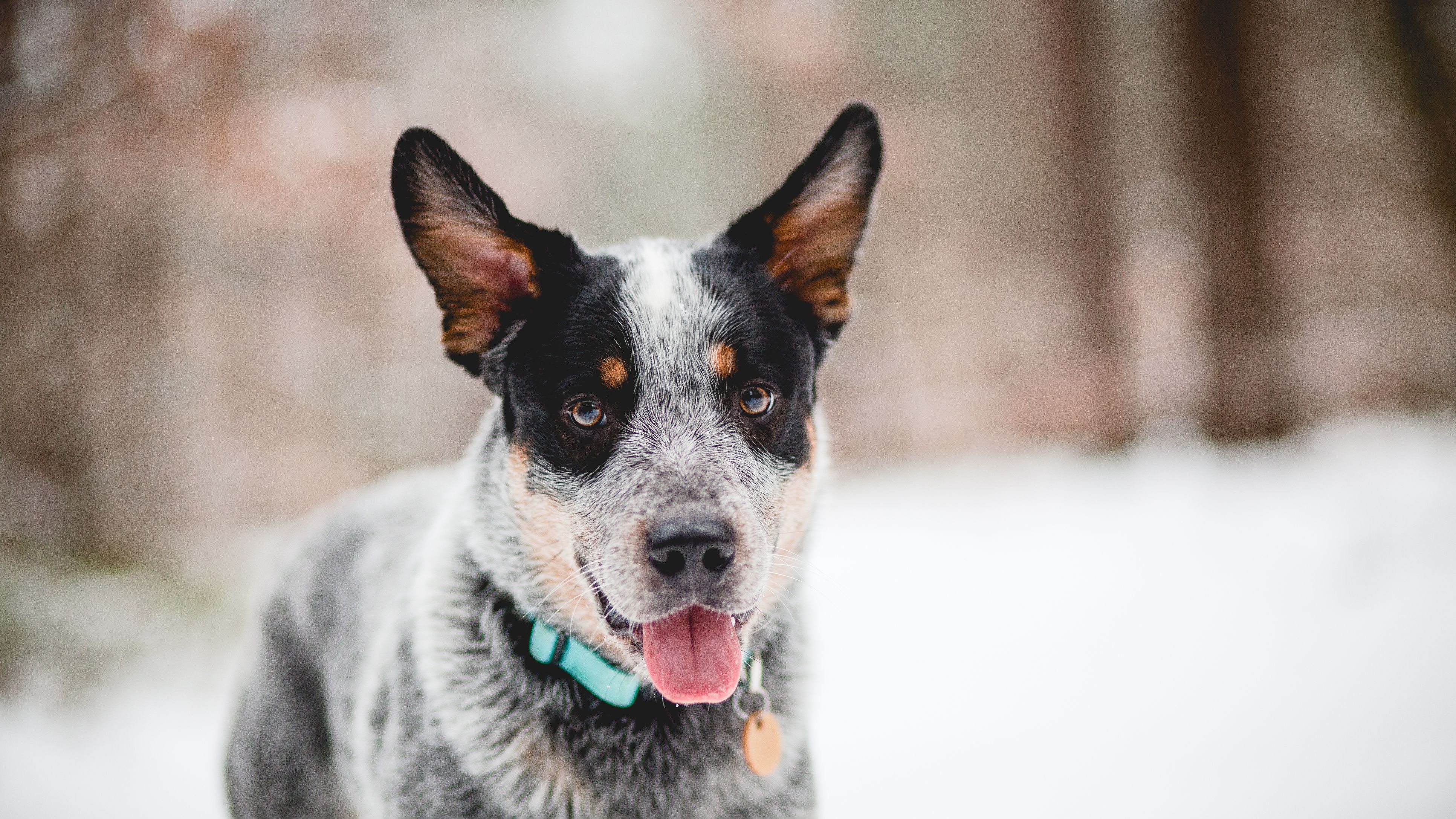 Blue Heeler