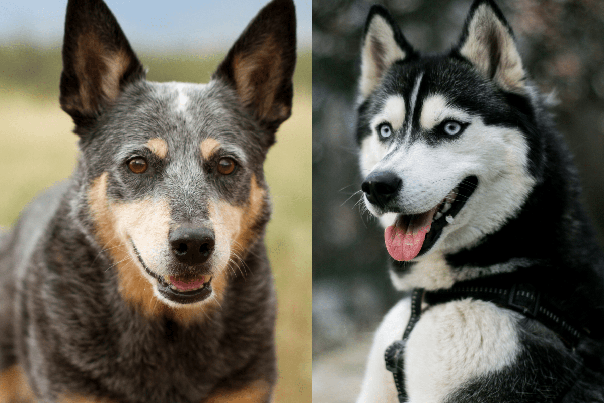 Blue Heeler Husky Mix