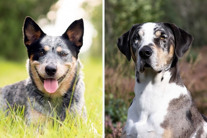 Catahoula Blue Heeler Mix