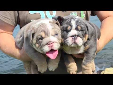Full Insight On The Blue English Bulldog - Puppies, Care, Guide