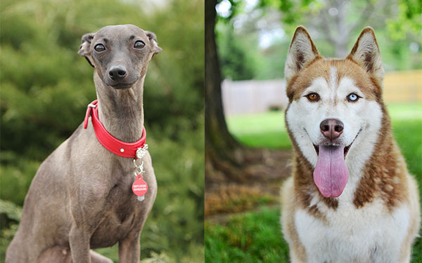 Husky Greyhound Mix