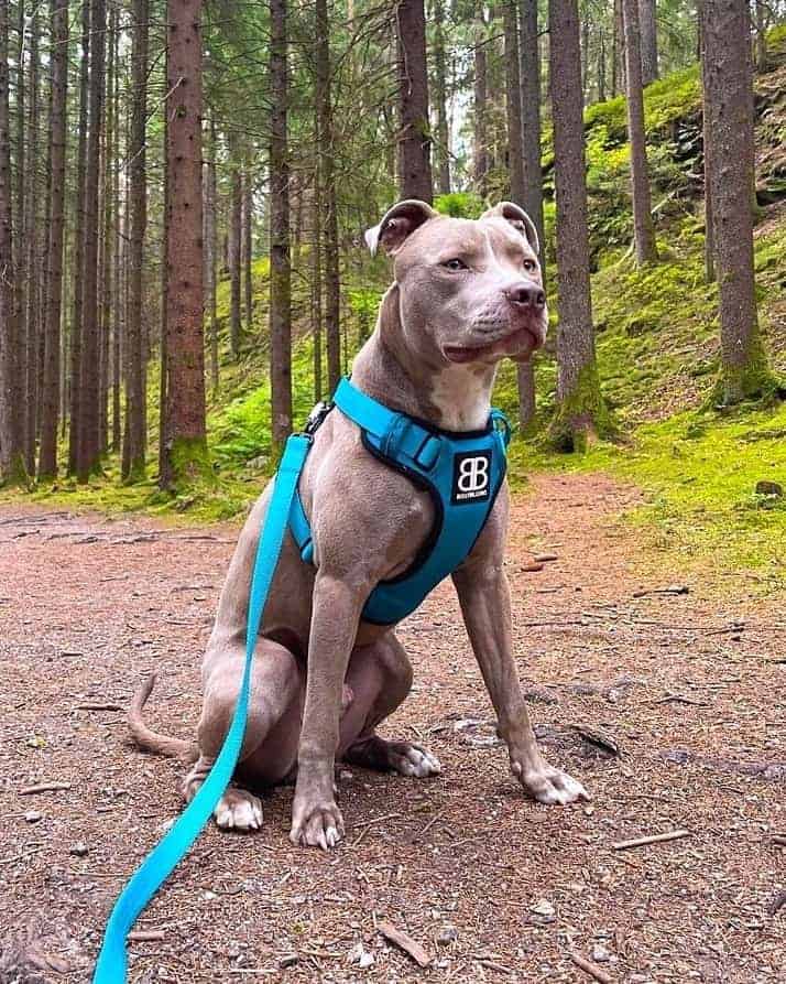 Champagne Pitbull Outdoors In The Forest