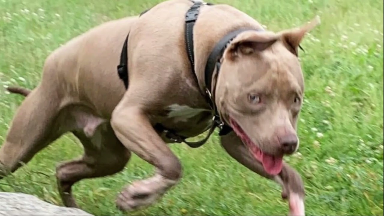 Champagne Pitbull Color